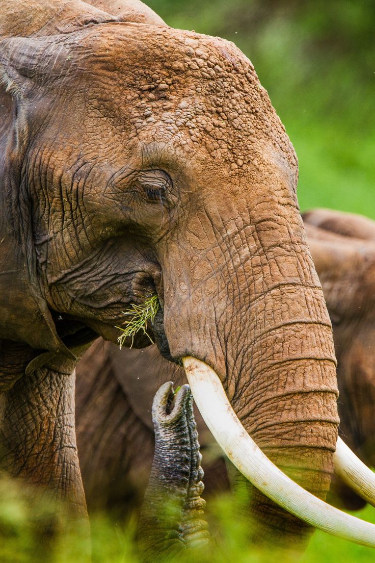 4-Day Tanzania Mid-Range Wilderness Safari