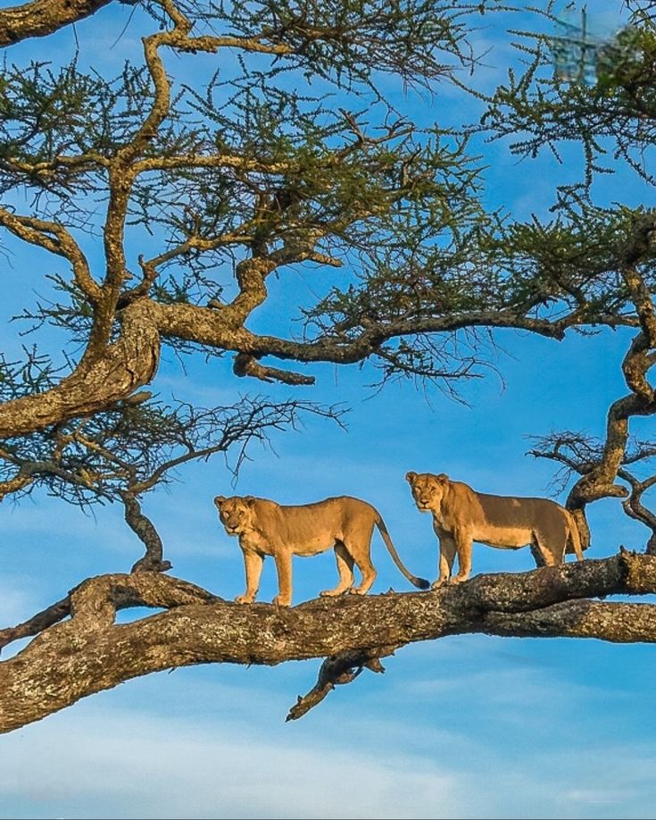 Big Five